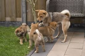 chiots-shiba-inu-male-et-femelle-big-0