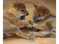 adorables-bebes-shiba-small-0