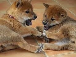 adorables-bebes-shiba