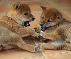 adorables-bebes-shiba-big-0