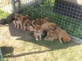 chiots-shiba-inu-lof-small-0