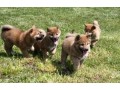 chiots-shiba-inu-small-0