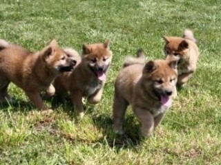 chiots-shiba-inu