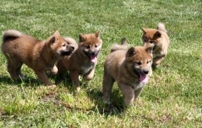 chiots-shiba-inu-big-0