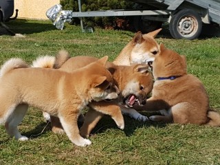 chiots-shiba-inu-males-et-femelles-lof