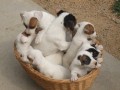 chiots-jack-russel-males-et-femelles-non-lof-small-0