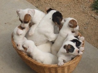 chiots-jack-russel-males-et-femelles-non-lof