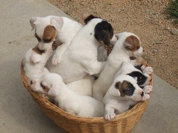 chiots-jack-russel-males-et-femelles-non-lof-big-0