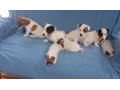 magnifiques-chiots-jack-russel-non-lof-small-0