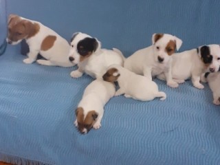 magnifiques-chiots-jack-russel-non-lof