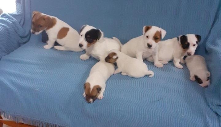 magnifiques-chiots-jack-russel-non-lof-big-0