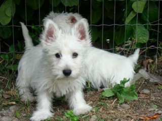 magnifiques-chiots-westie