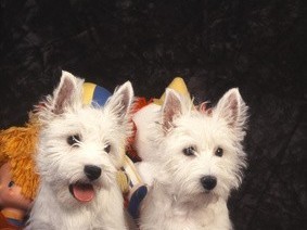 chiots-westie