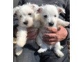 chiots-westie-lof-small-0