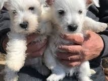 chiots-westie-lof