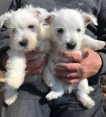 chiots-westie-lof-big-0