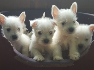 chiots-westie-disponibles