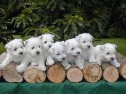 adorables-chiots-westie