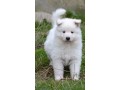 chiot-berger-blanc-suisse-a-donner-small-0