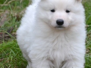 chiot-berger-blanc-suisse-a-donner