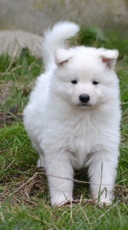 chiot-berger-blanc-suisse-a-donner-big-0