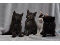 adorables-chatons-maine-coon-loof-disponibles-a-donner-small-0