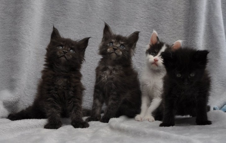 adorables-chatons-maine-coon-loof-disponibles-a-donner-big-0