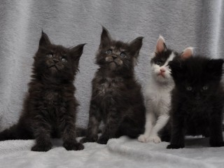 adorables-chatons-maine-coon-loof-disponibles-a-donner