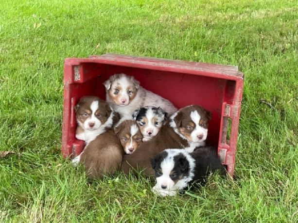 chiots-berger-australien-lof-pour-adoption-big-0