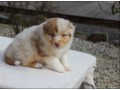 donne-mignonne-chiot-berger-australien-small-0