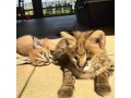 chaton-servalcaracalsavannah-small-2