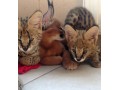 chaton-servalcaracalsavannah-small-3