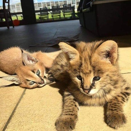 chaton-servalcaracalsavannah-big-2