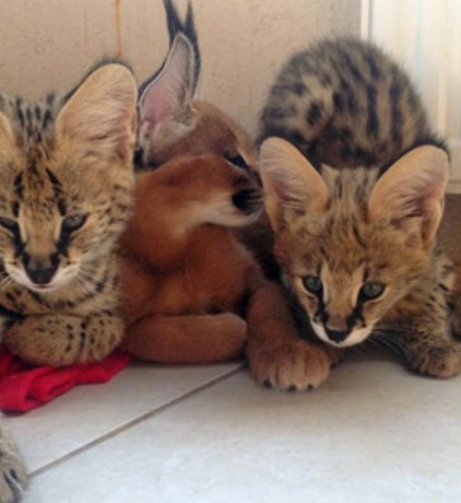 chaton-servalcaracalsavannah-big-3