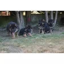 chiots-berger-allemand-big-0