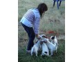 chiots-jack-russel-small-0