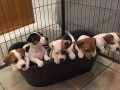 magnifiques-chiots-jack-russel-small-0