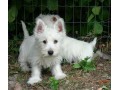 magnifiques-chiots-westie-small-0