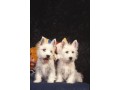 chiots-westie-small-0