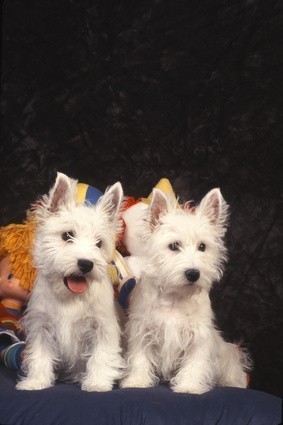 chiots-westie-big-0