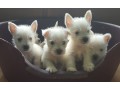 chiots-westie-disponibles-small-0