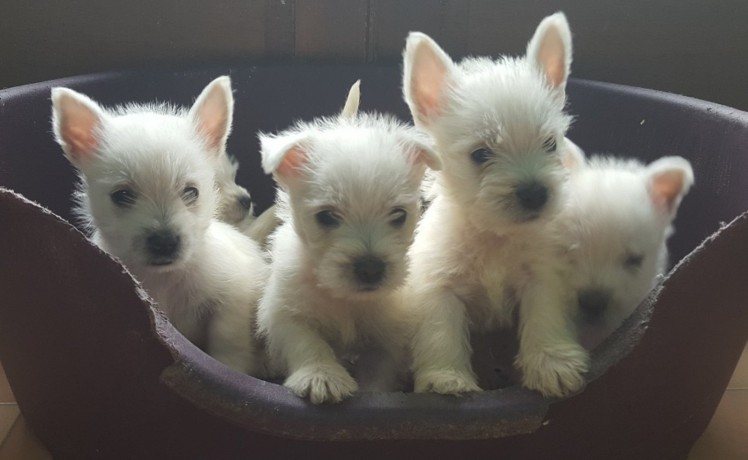 chiots-westie-disponibles-big-0