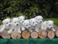 adorables-chiots-westie-small-0