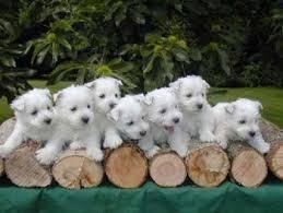 adorables-chiots-westie-big-0