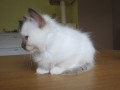 chaton-sacre-birmanie-femelle-small-0